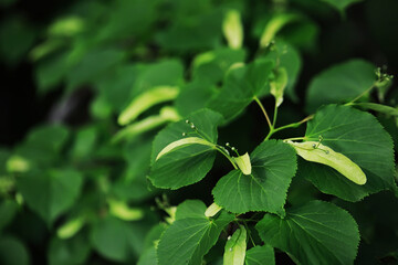 Close-Up of Green Leaves with Seed Pods on a Lush Tree Branch in Summer