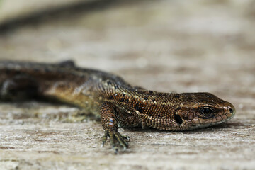 Close-Up of a Common Lizard Resting on Wood: Nature, Reptiles, Wildlife Photography