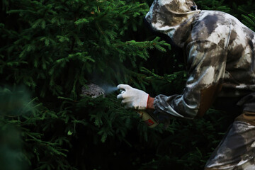 Pest Control Worker Spraying Insecticide on Evergreen Tree for Safe Outdoor Maintenance