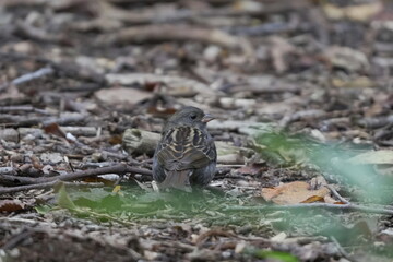 地面に降りたクロジ
