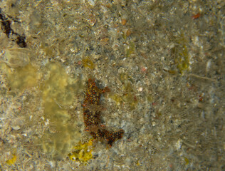 Bornella anguilla