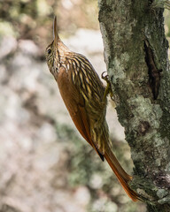 Streak-headed Woodcreeper (Lepidocolaptes souleyetii) climbing tree trunk in tropical forest, Colombia