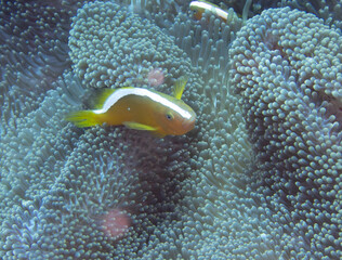 Orange anemonefish in sea anemone