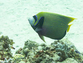 Emperor angelfish