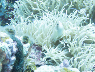 Pink anemonefish in sea anemone