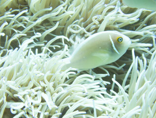 Pink anemonefish in sea anemone