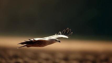 Eagle Spreading Wings and Soaring in Golden Sky