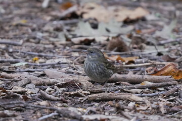 地面に降りたクロジ