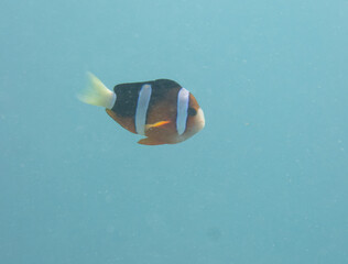 Clark's anemonefish swimming