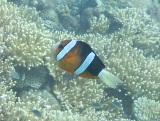 Clark's anemonefish in sea anemone