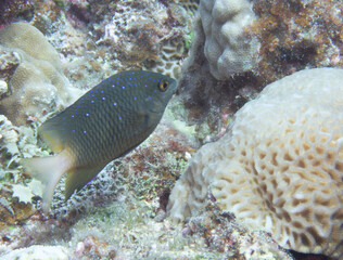 Whitespotted devil swimming