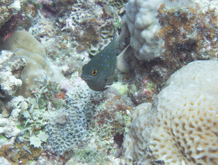 Whitespotted devil swimming