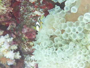 Clark's anemonefish in sea anemone