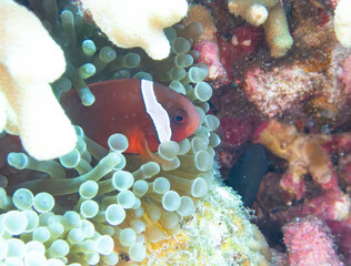 Tomato anemonefish in sea anemone