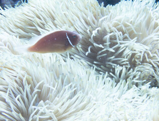 Pink anemonefish in sea anemone