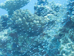 School of Slender cardinalfish swimming