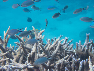 School of Richardson's reef damsels swimming