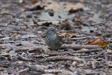 地面に降りたクロジ