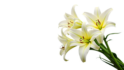 Obraz premium Elegant white easter lilies with yellow centers, isolated on transparent background, symbolizing purity and renewal