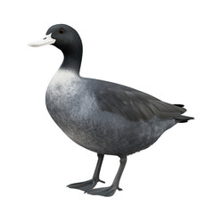 American Coot Bird full body view isolated on white or png transparent background