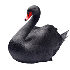 Black Swan Bird full body view isolated on white or png transparent background