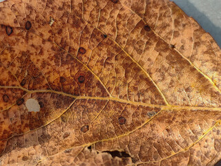 Close-up of a Dried Leaf