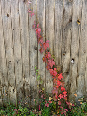 Autumn Vine on Wooden Fence