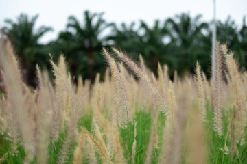 Silver Grass in a green field, soft focus