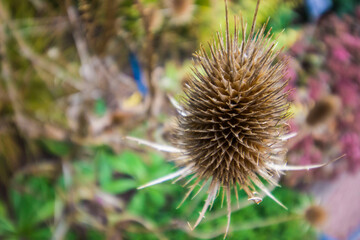 thistle close-up. on a blurred background. a beautiful flower in a home garden.