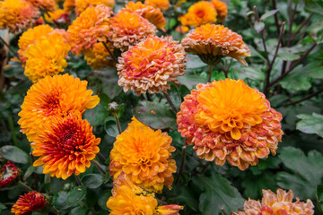 orange Korean chrysanthemum close-up. on a blurred background.