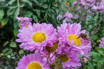 Obraz premium purple garden chrysanthemum in close-up.