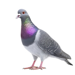 Rock Pigeon Bird full body view isolated on white or png transparent background