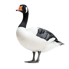 Obraz premium Swan Goose Bird full body view isolated on white or transparent background