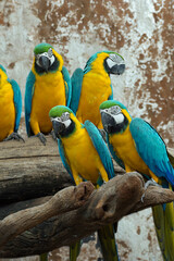 A flock of colorful blue and yellow macaw parrots perched together