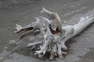 dead tree on the beach, Jasper National Park, Alberta