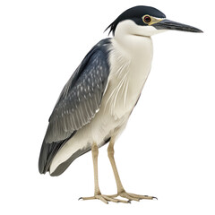 Black crowned Night Heron Bird full body view isolated on white or png transparent background 