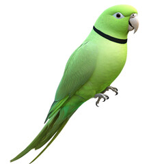 Indian Ringneck Parakeet Bird full body view isolated on white or transparent background 