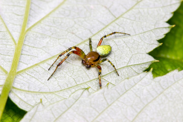 green cucumber spider on a leaf. colorful photo of wildlife. macro photo of an insect. close-up. space for text
