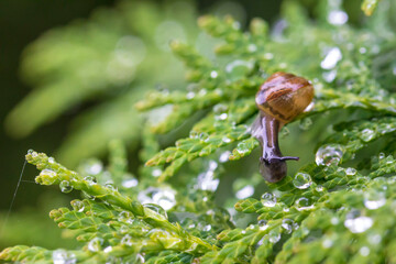snail. colorful macro photo of an insect. close-up. beautiful computer screensaver