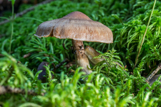 Cortinarius mushroom on a blurred background with highlights and bokeh. colorful macro photo of a mushroom. space for text. beautiful screensaver. close-up.