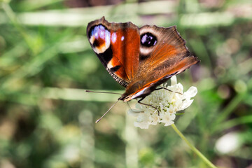 Obraz premium butterfly. wildlife. colorful detailed macro photo of an insect. close-up. space for text. screensaver. bokeh