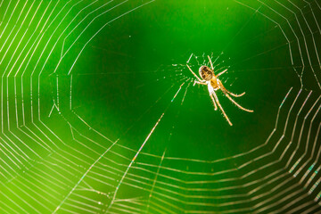 spider on a web in a forest on a green background. wildlife. colorful detailed macro photo of an insect. close-up. space for text. screensaver.