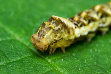 the caterpillar is beautiful. colorful detailed macro photo of an insect in the wild. close-up. space for text. screensaver. bokeh