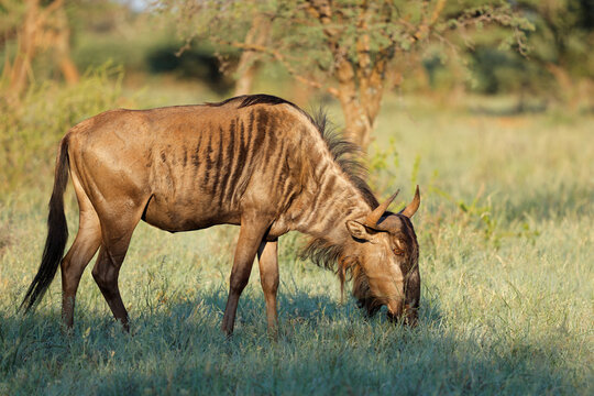 A blue wildebeest (Connochaetes taurinus) grazing in natural habitat, Mokala National Park, South Africa