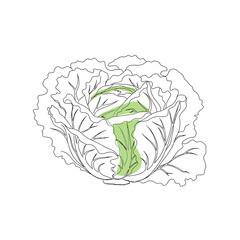 Vector art of a fresh head of cabbage with vibrant green inner leaves and a detailed outline, isolated on a, representing healthy food and organic produce