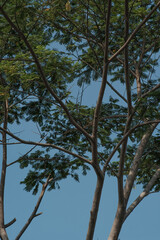Tall Tropical Trees with Green Foliage Against Blue Sky