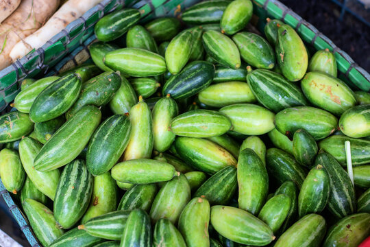 Harvest the goodness with fresh pointed gourds overflowing from the market basket, a vibrant and healthy ingredient for culinary creations and balanced diets worldwide