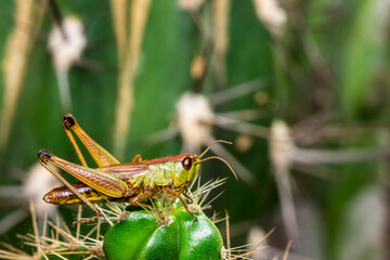 green grasshopper on a cereus cactus. insect portrait. colorful detailed macro photograph of an insect. screensaver. wildlife. close-up. text space.