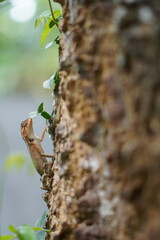 Lizard on tree - nature