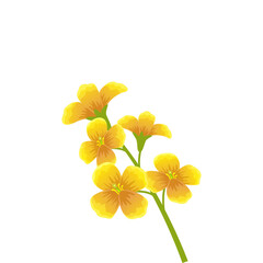 Fototapeta premium Small Yellow Flowers With Green Stems On A Transparent Background And Soft Lighting Creating A Delicate Natural Beauty
